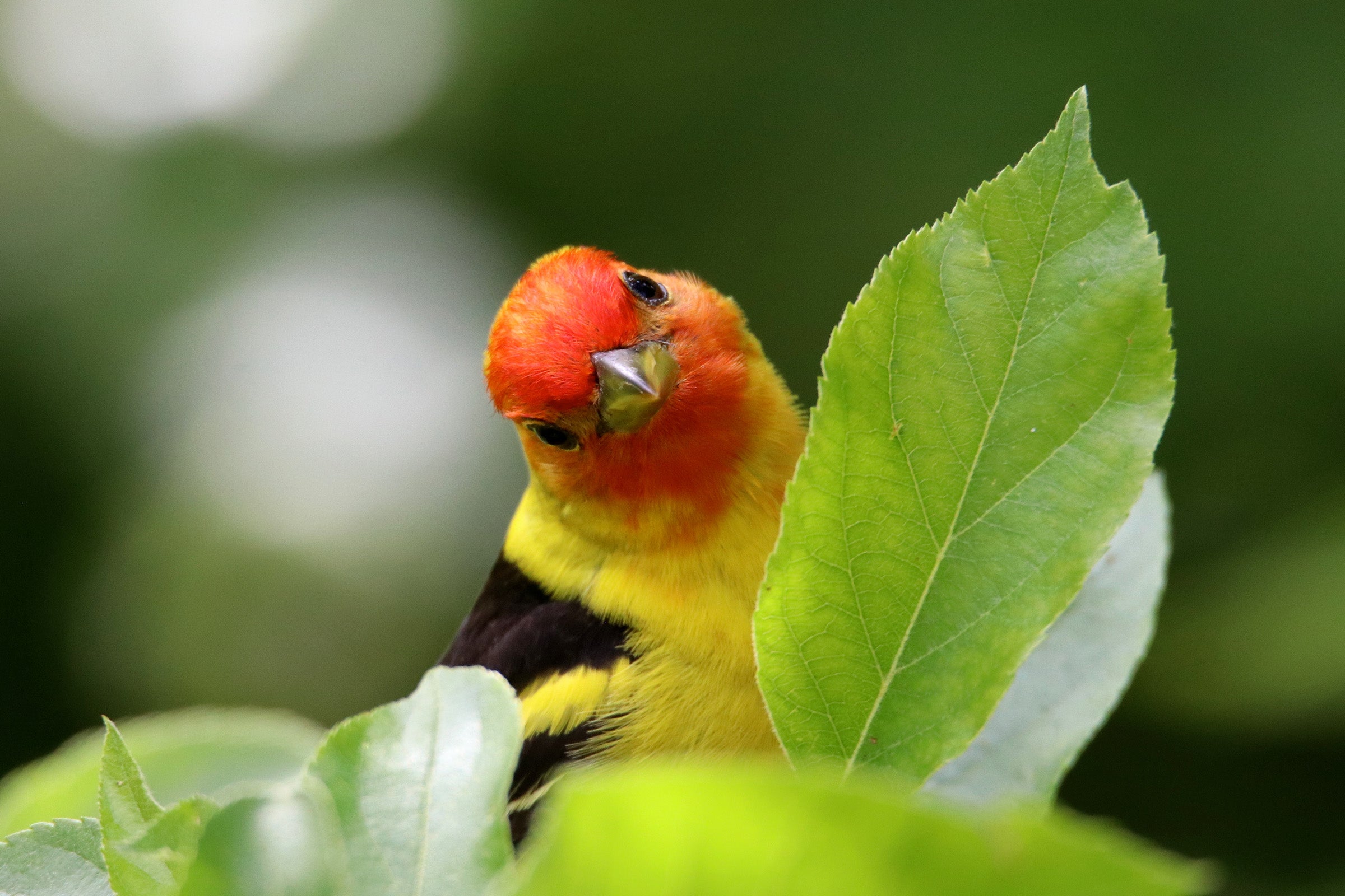 Western Tanager