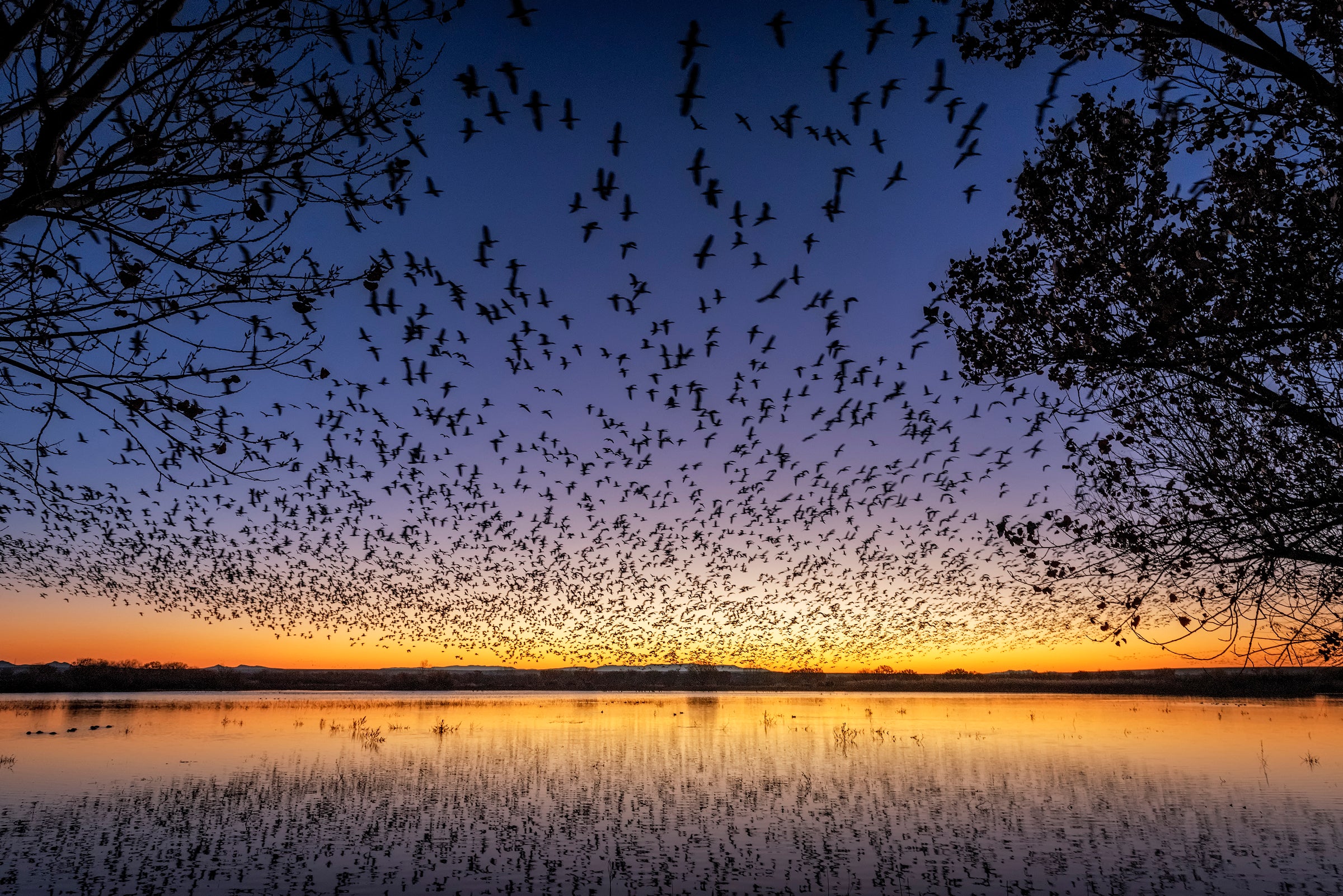 Snow Geese, Bosque Del Apache National Wildlife Refuge, New Mexico
