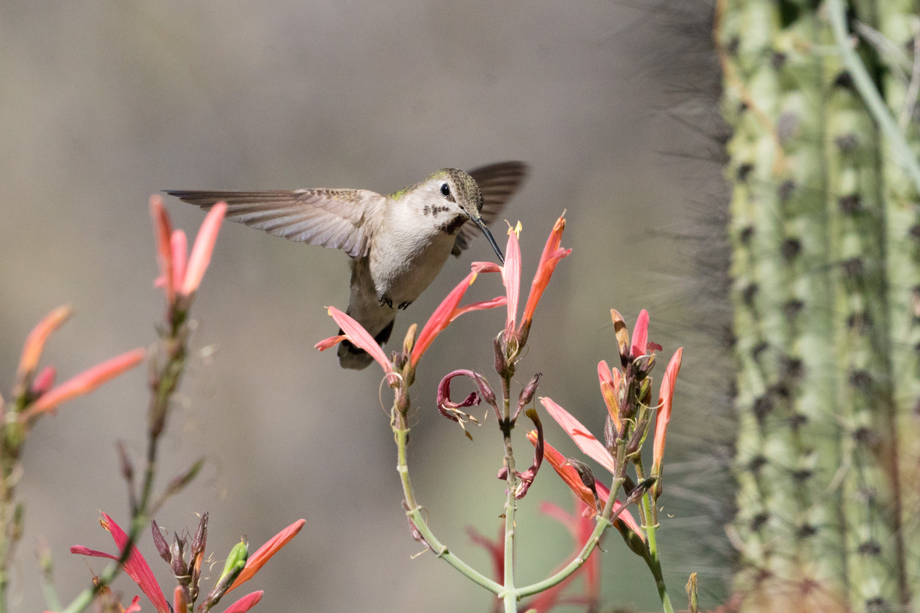 Black-chinned Hummingbird