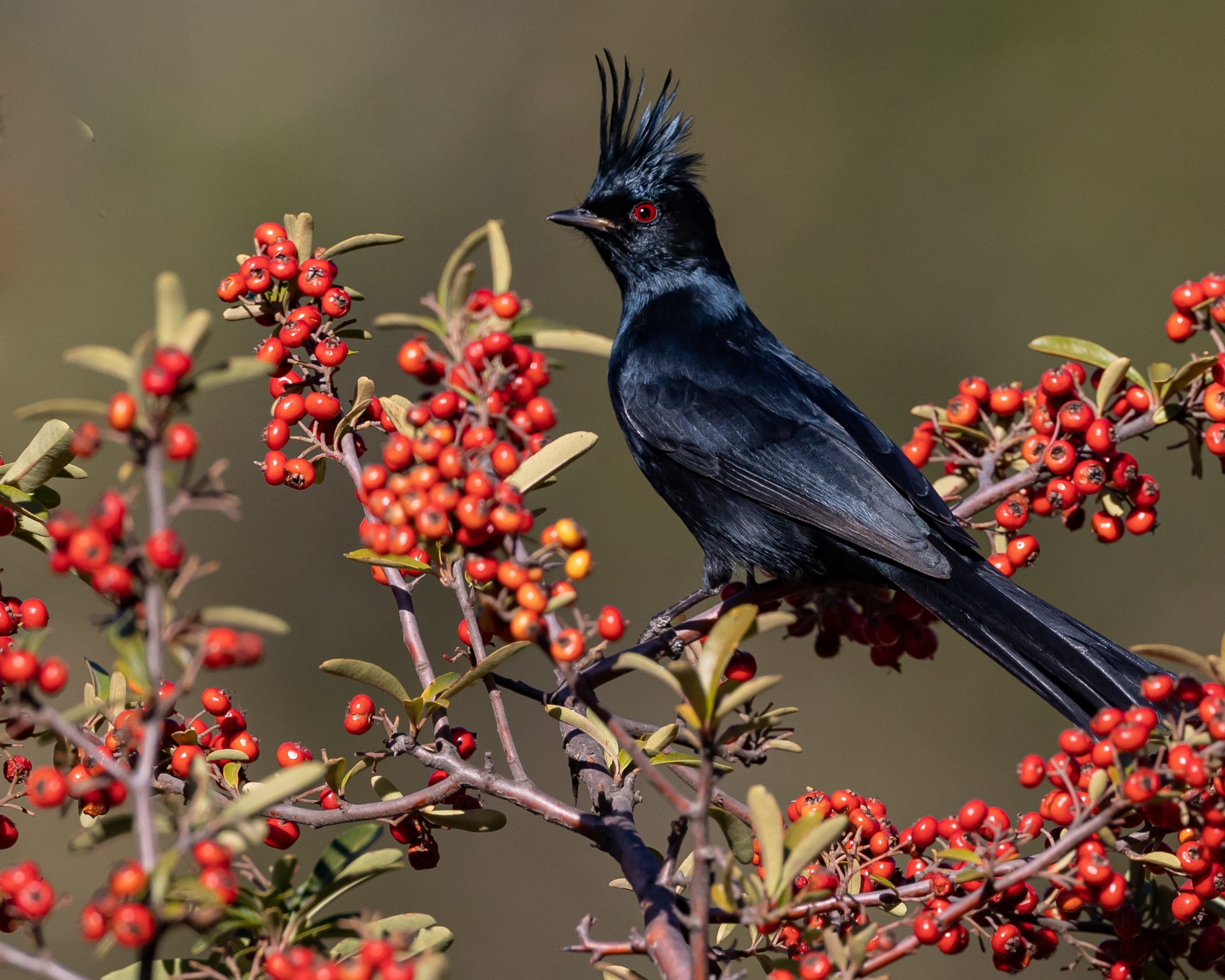 Phainopepla