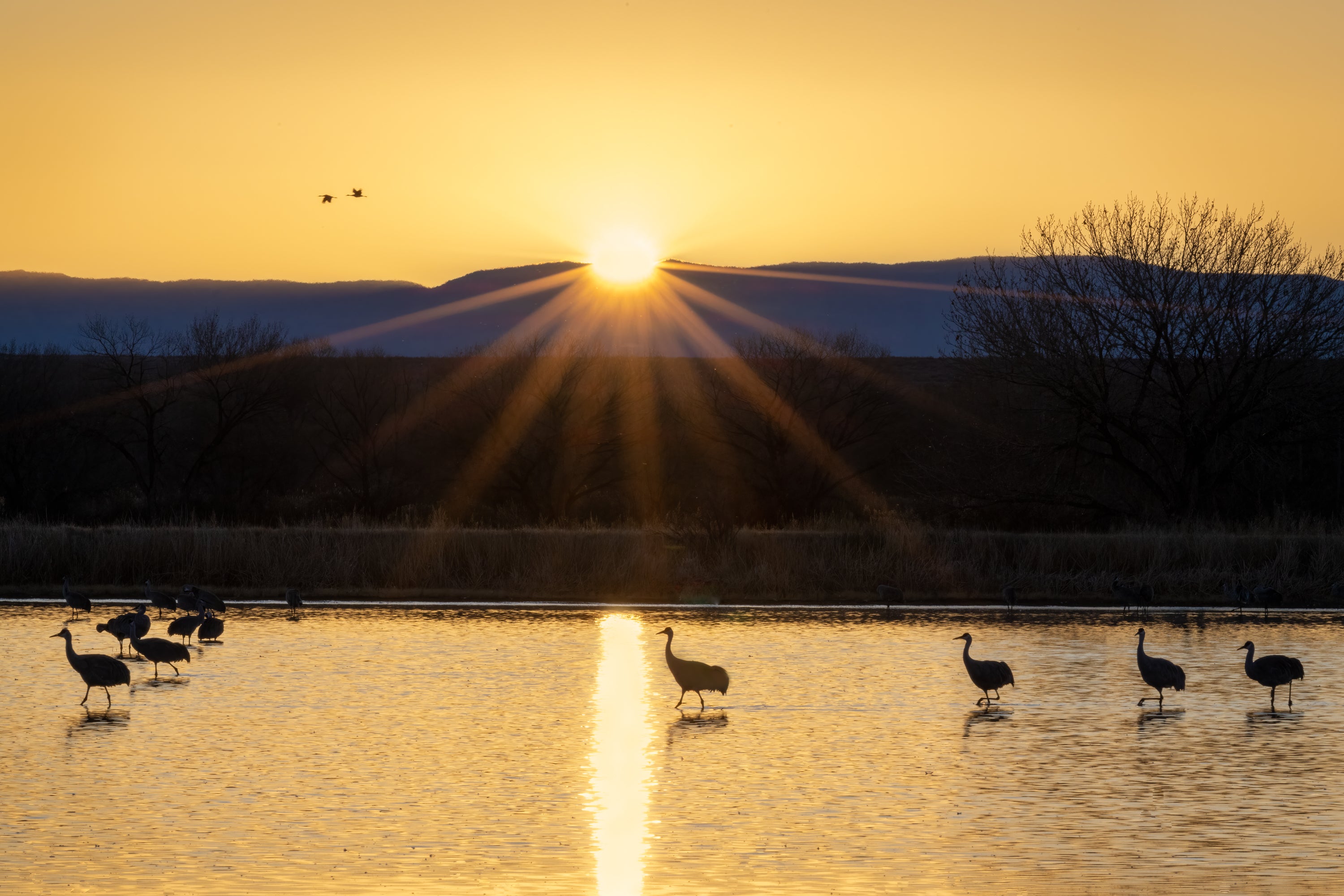 Sandhill Cranes