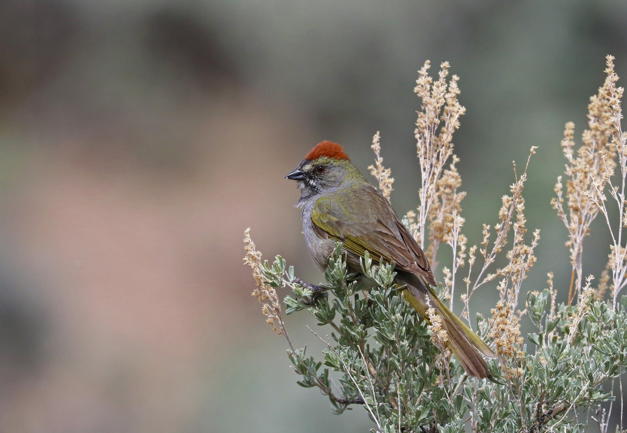 Green-tailed Towhee perched on Big Sage (Artemisia tridentata).