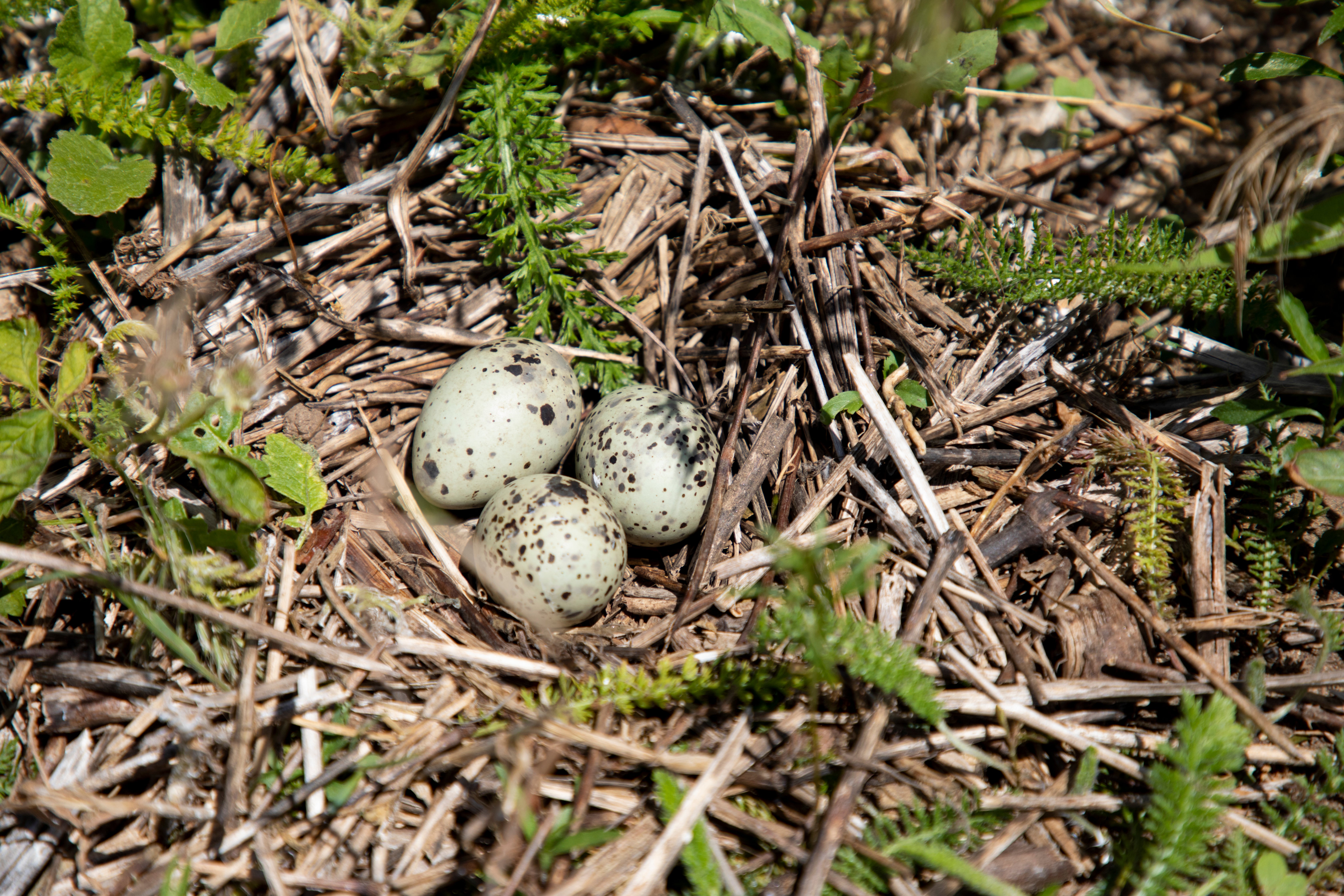 Common Tern nest