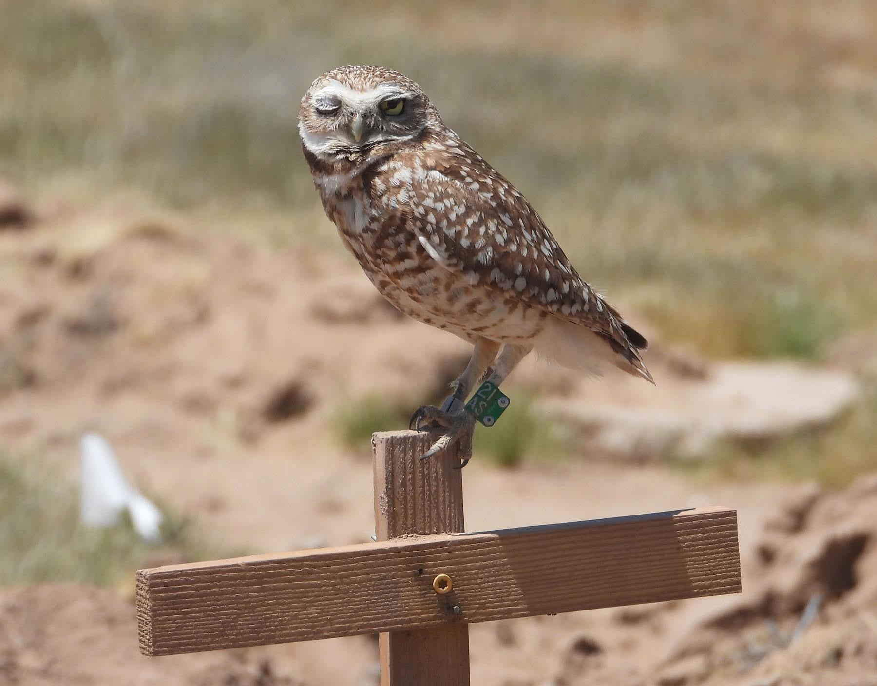Burrowing Owl