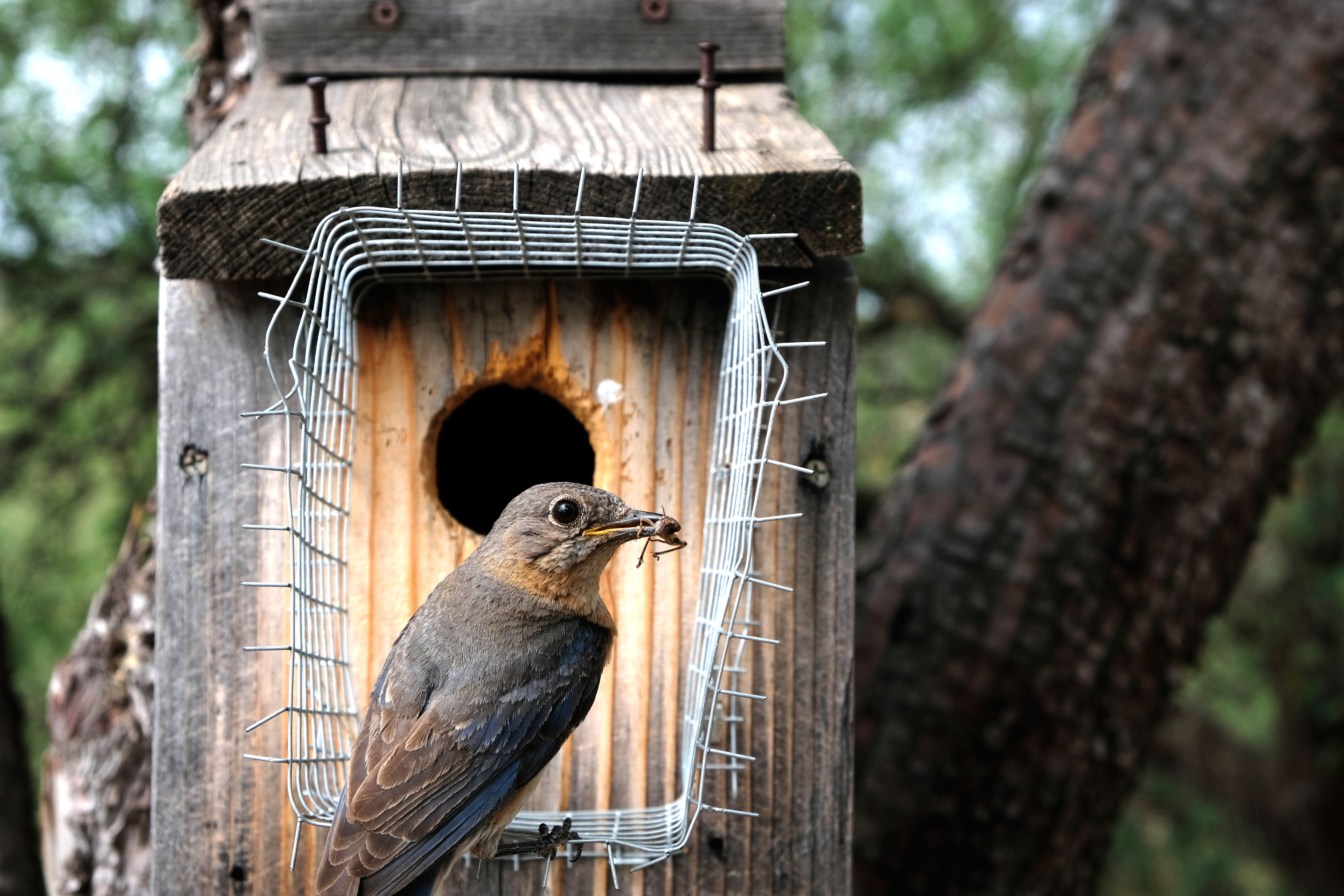 Azure Bluebird with grasshopper