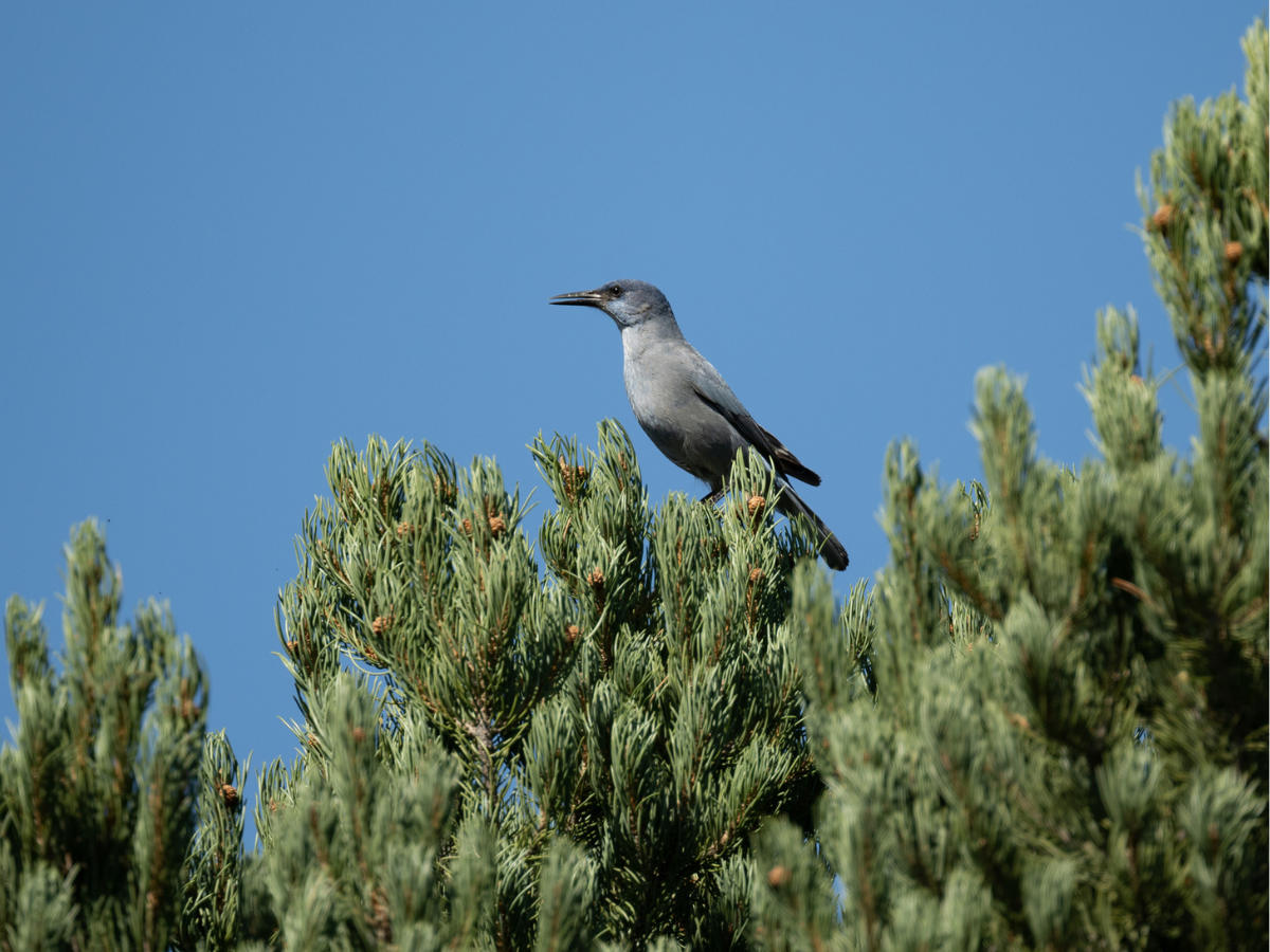 Pinyon Jay on Pinyon Pine (Pinus edulis) in Yavapai County, Arizona