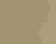 Chestnut-collared Longspur by Tim Zurowski