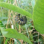 Curled up Caterpillar