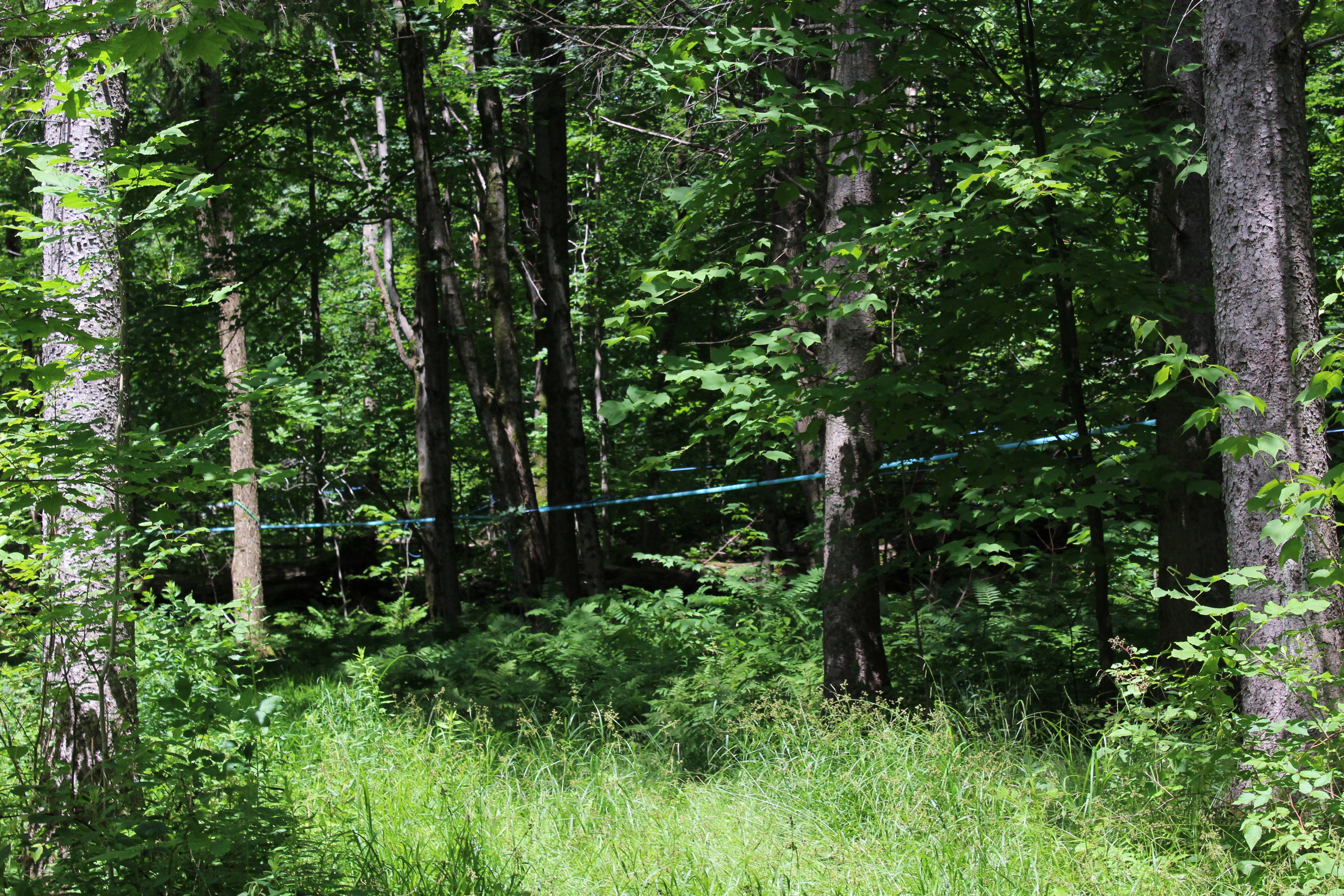 Sap lines running through a bird-friendly sugarbush