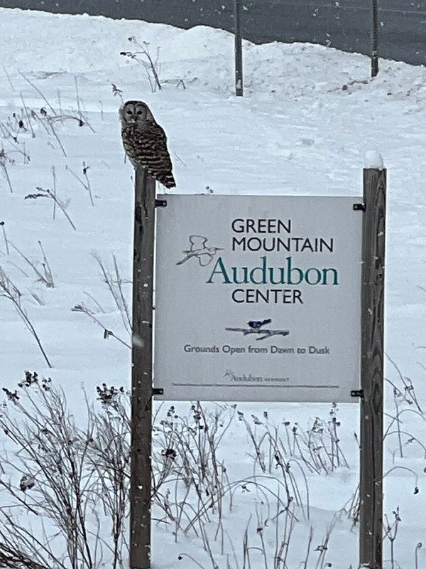 Barred Owl on sign