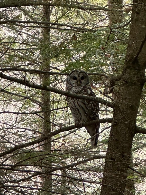 Barred Owl