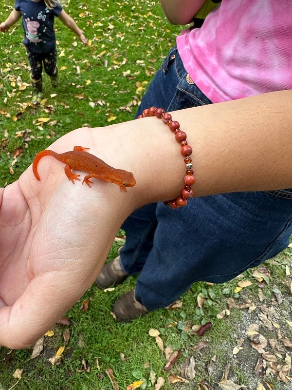 red eft