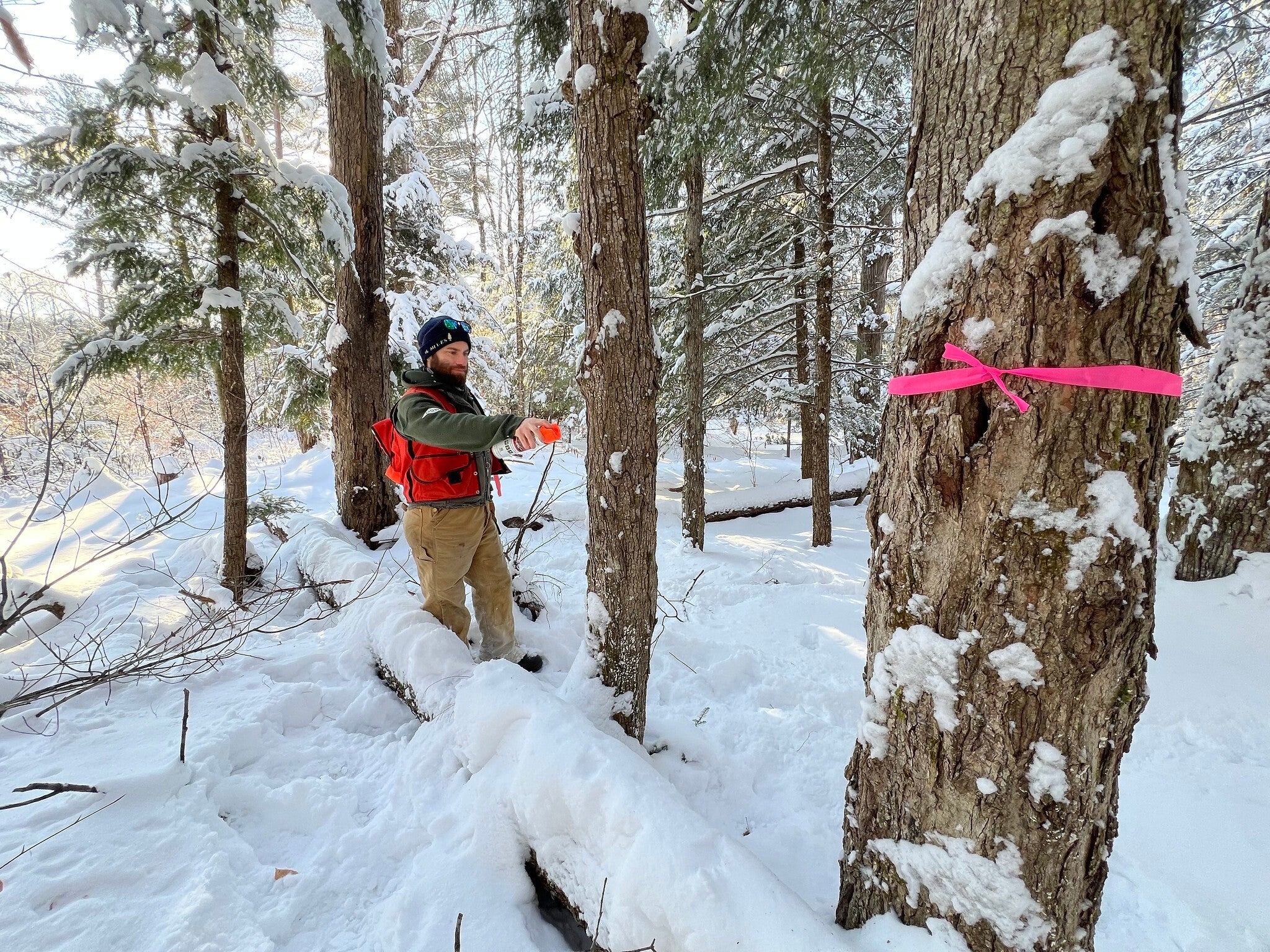 Tim Duclos stands in a snowy forest, marking the bark of one tree with orange spray paint. A nearby tree has a pink ribbon tied to it's trunk. 