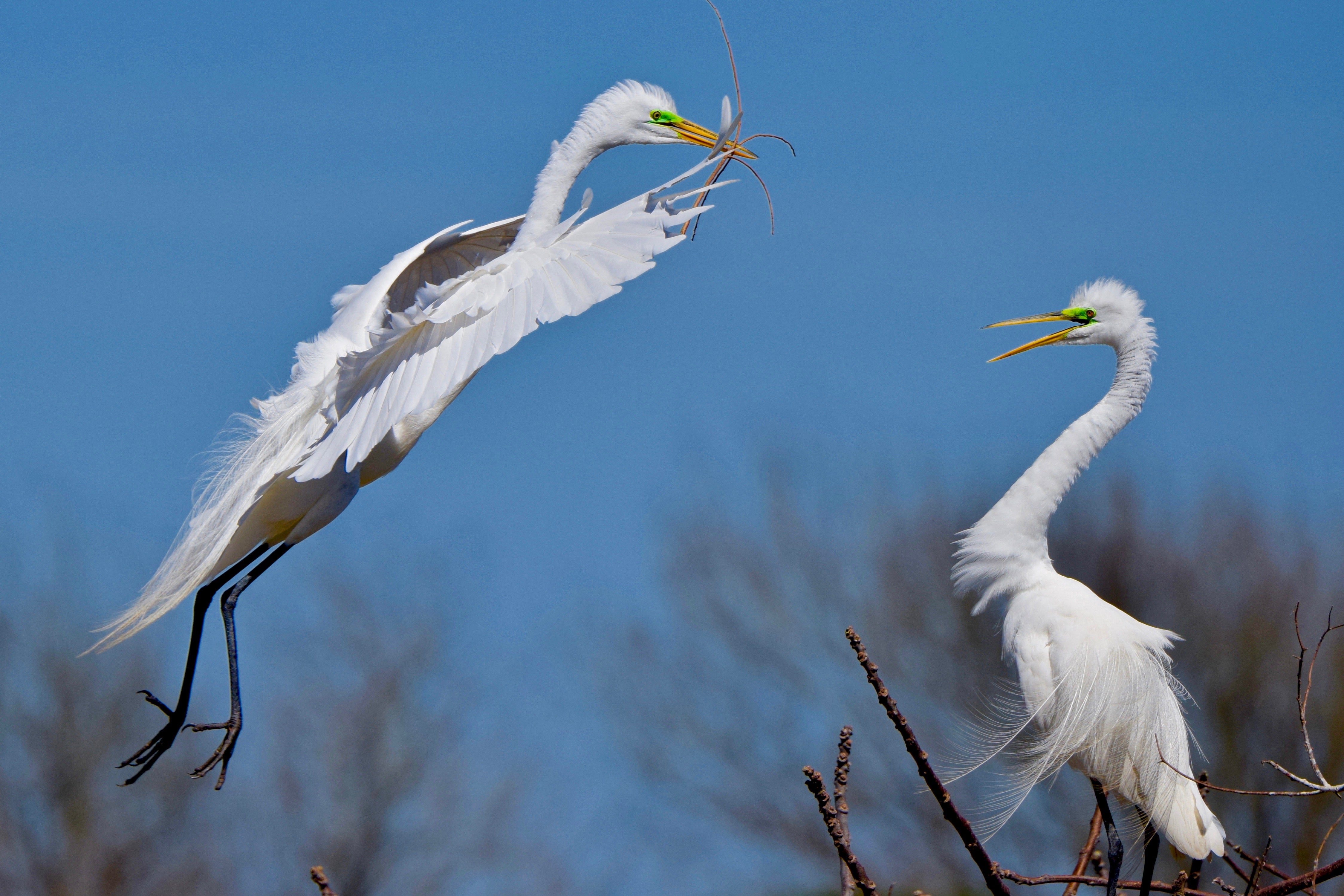 Great Egrets