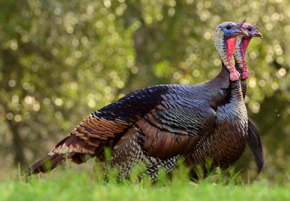 Two Adult Wild Turkeys