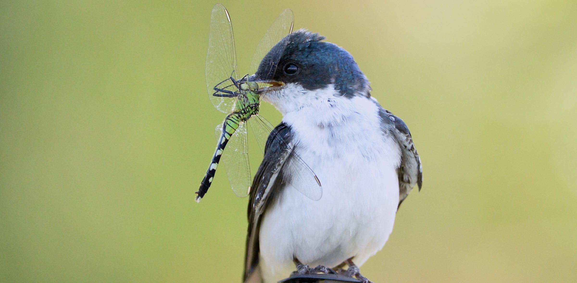 A Tree Swallow perched on a fence post with a dragonfly in its beak. 