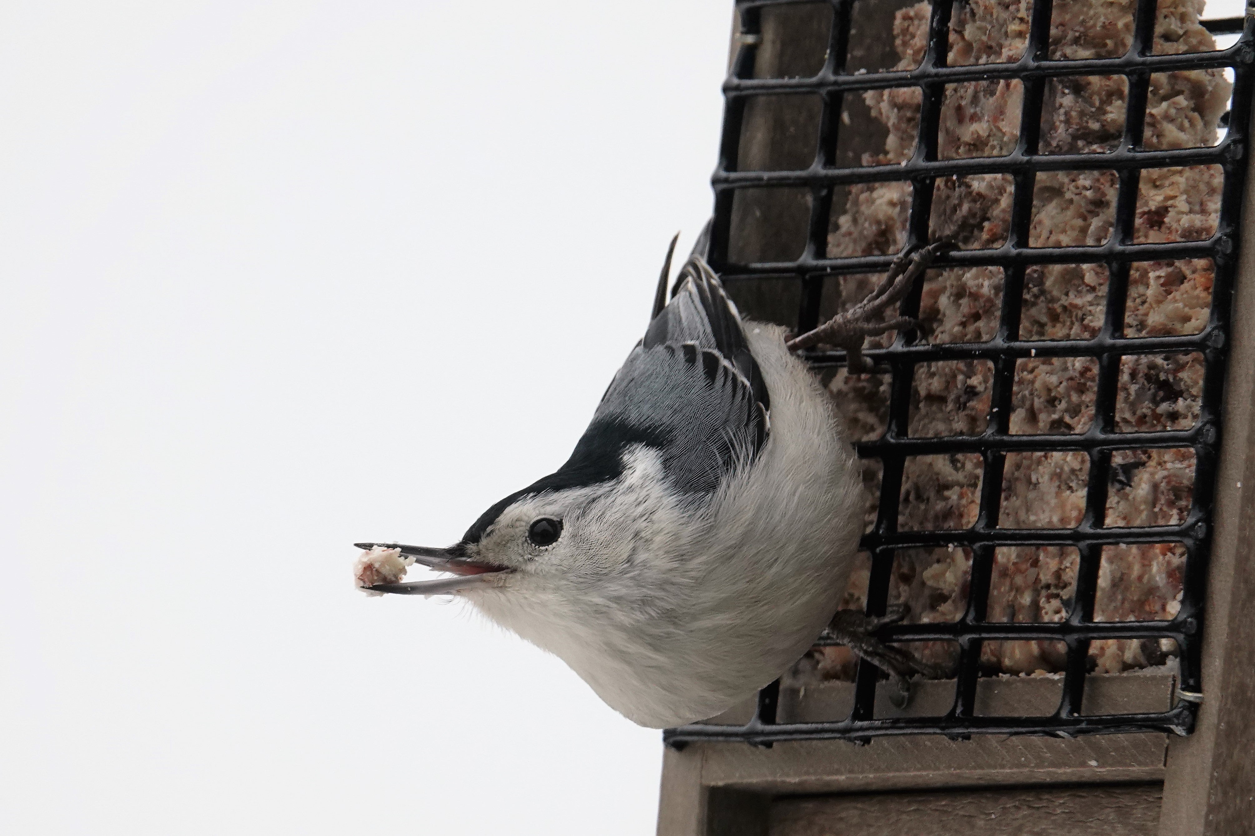 A White-breasted Nuthatch on a suet feeder.