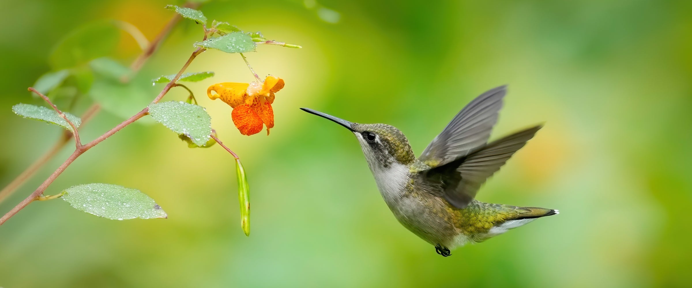 A photo of a Ruby-throated Hummingbird hovering next to a Jewelweed bloom