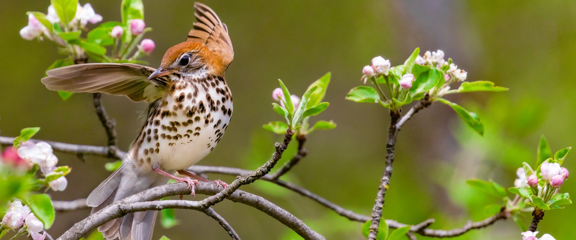 A photo of a Wood Thrush sitting on a thin branch with wings outstretched, like it is ready to take off. The surrounding branches have small green leaves and pink flower buds.
