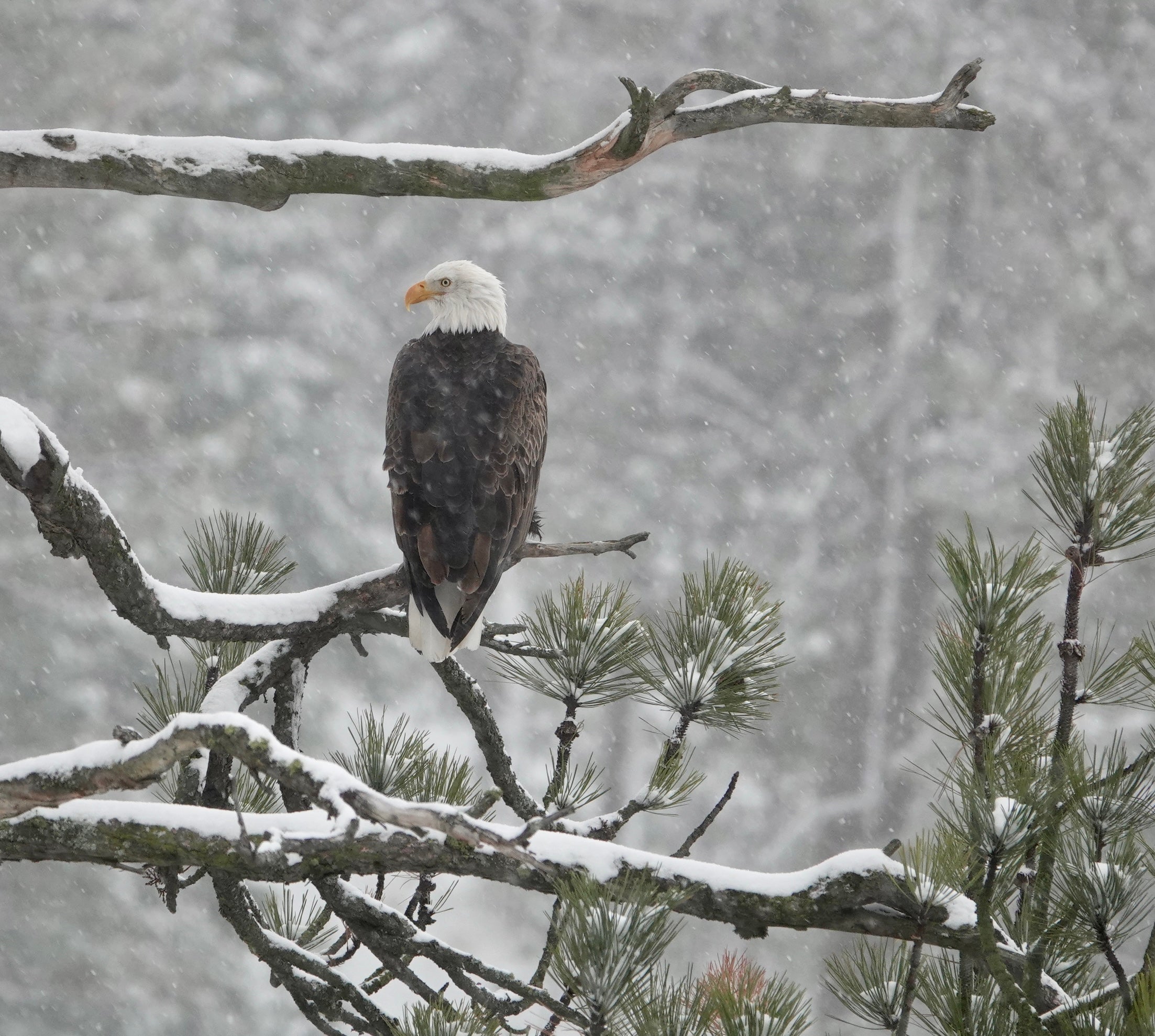Bald eagle perched on branch