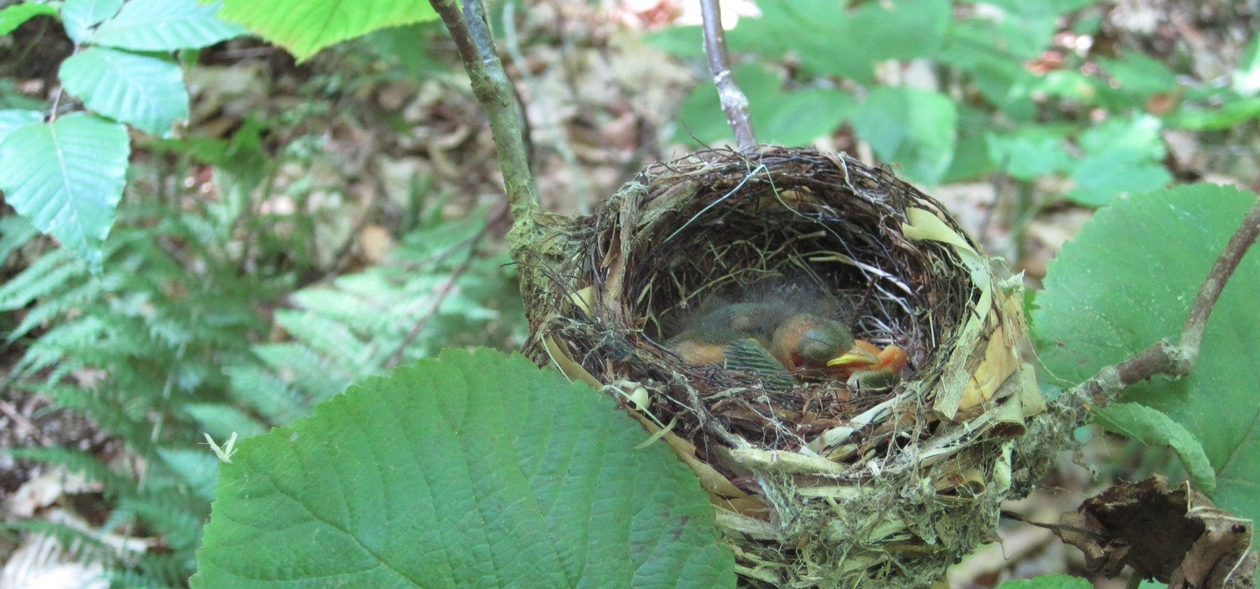 A photo of A Black-throated Blue Warbler nest. The nest is a cup shape and made out of twigs, nestled among green leaves. One nestling rests in the nest, pink with no feathers. 