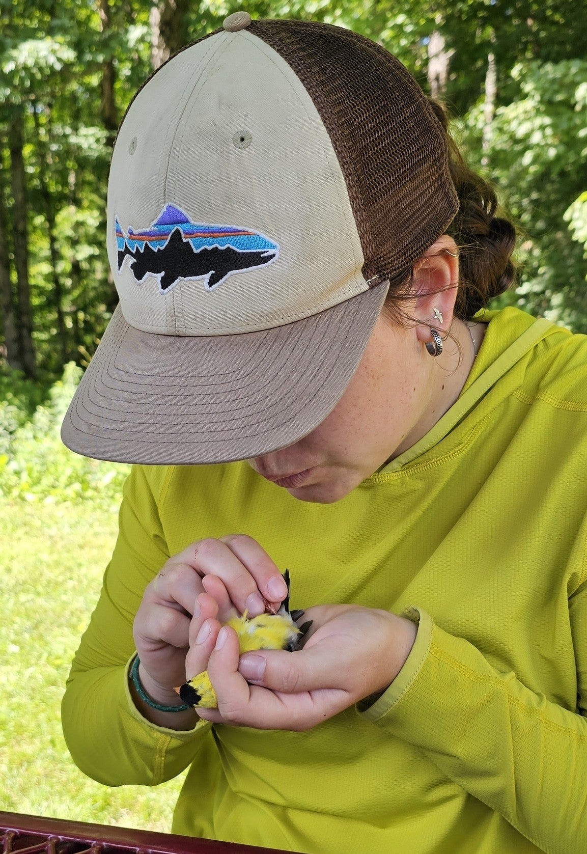 Devan is wearing a yellow shirt while banding a small, American Goldfinch