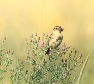 Grasshopper Sparrow