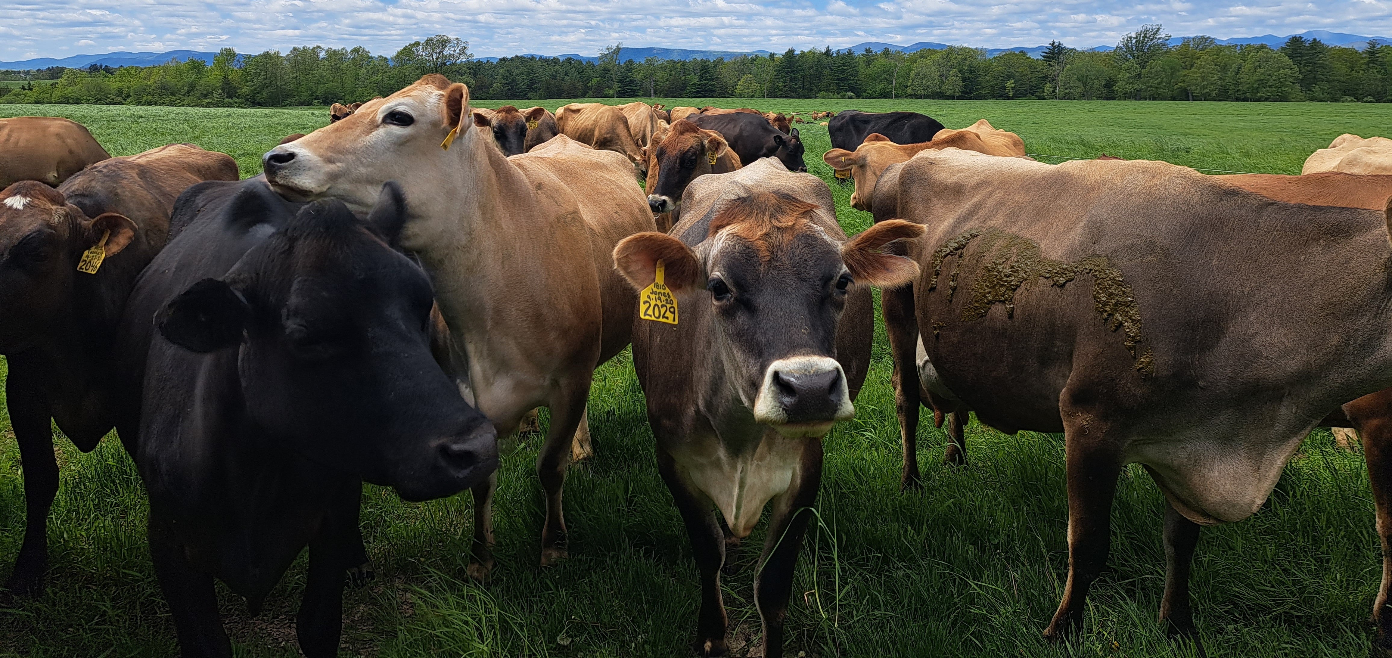 Jersey dairy cows up close gather and come to greet the photographer in a grass field
