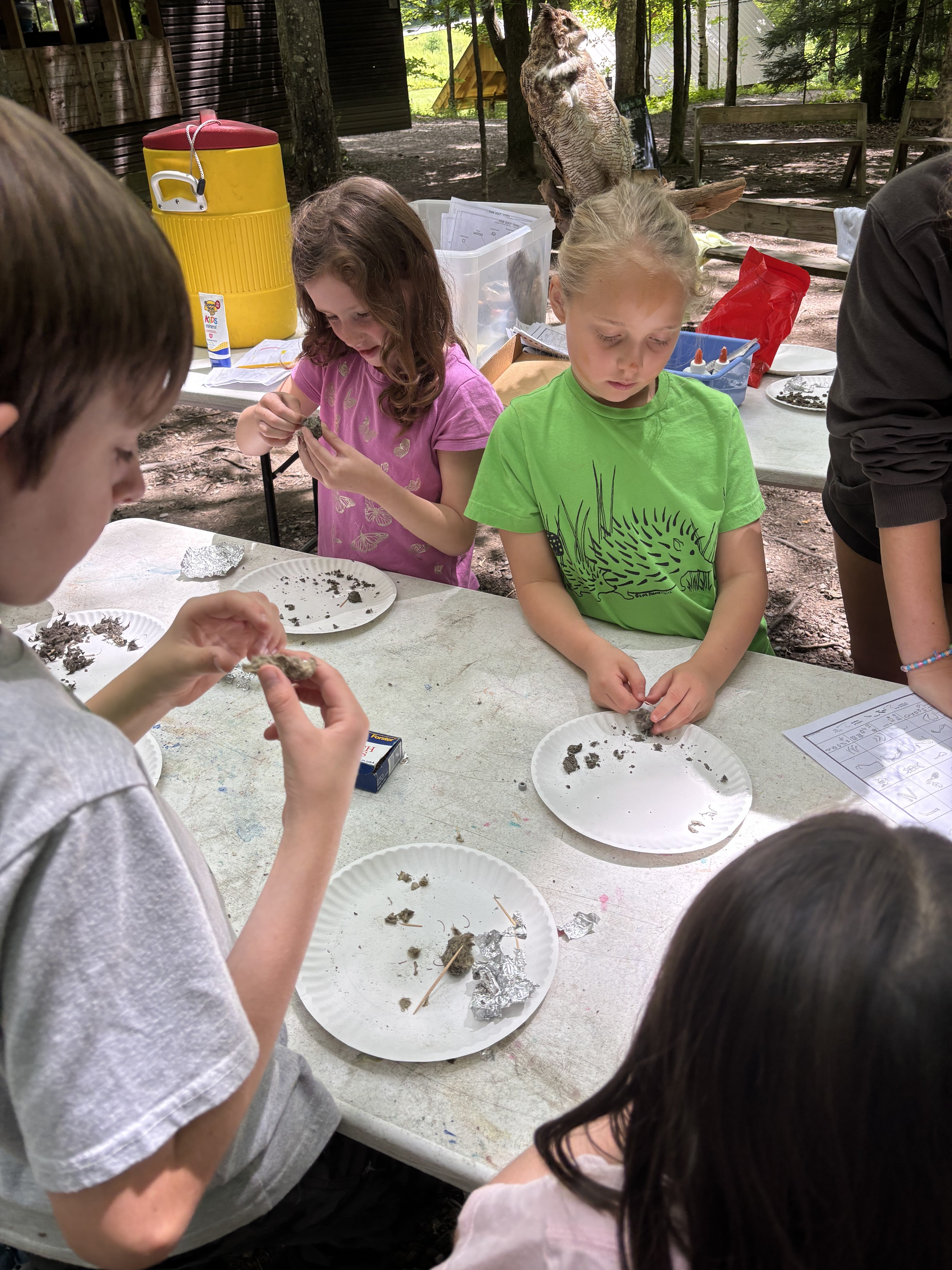Camper dissecting owl pellets