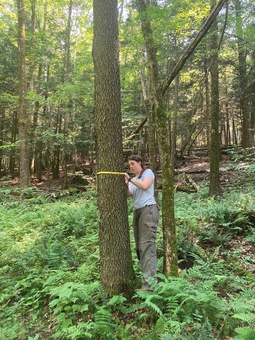 Lizzie measuring a black cherry tree's diameter 