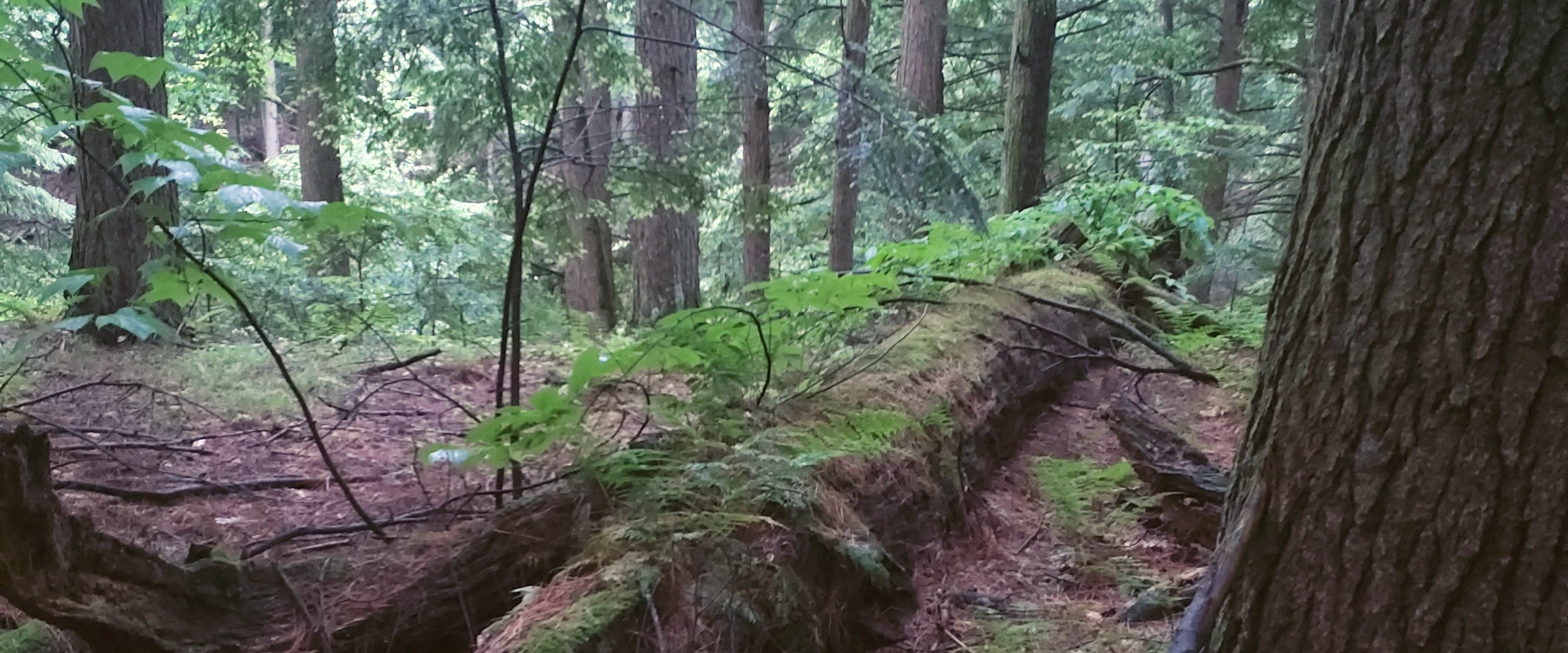 A photo of a old growth forest. The focal point is a large downed tree covered in moss. 