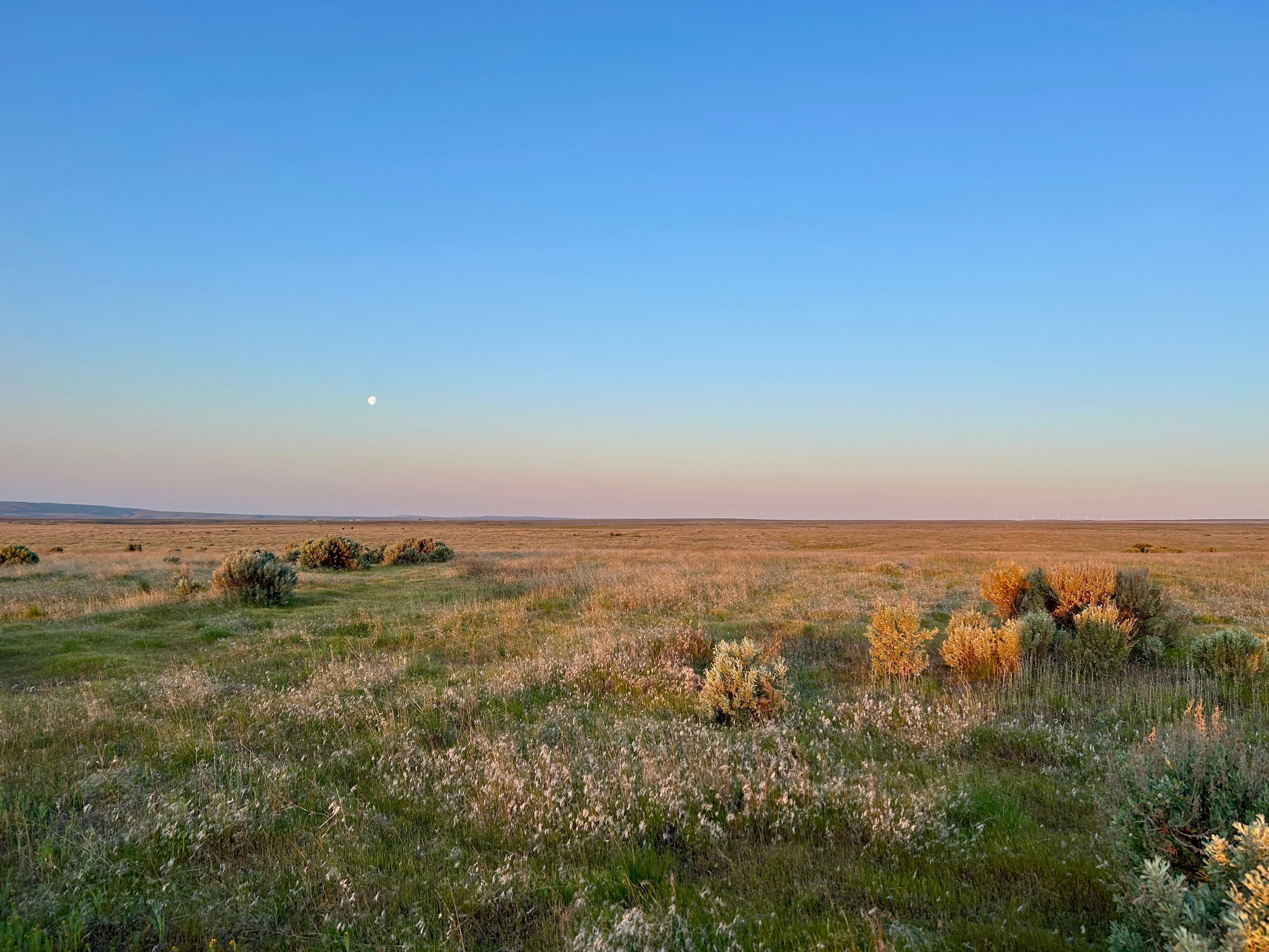 Shrub-steppe landscape at sunrise.