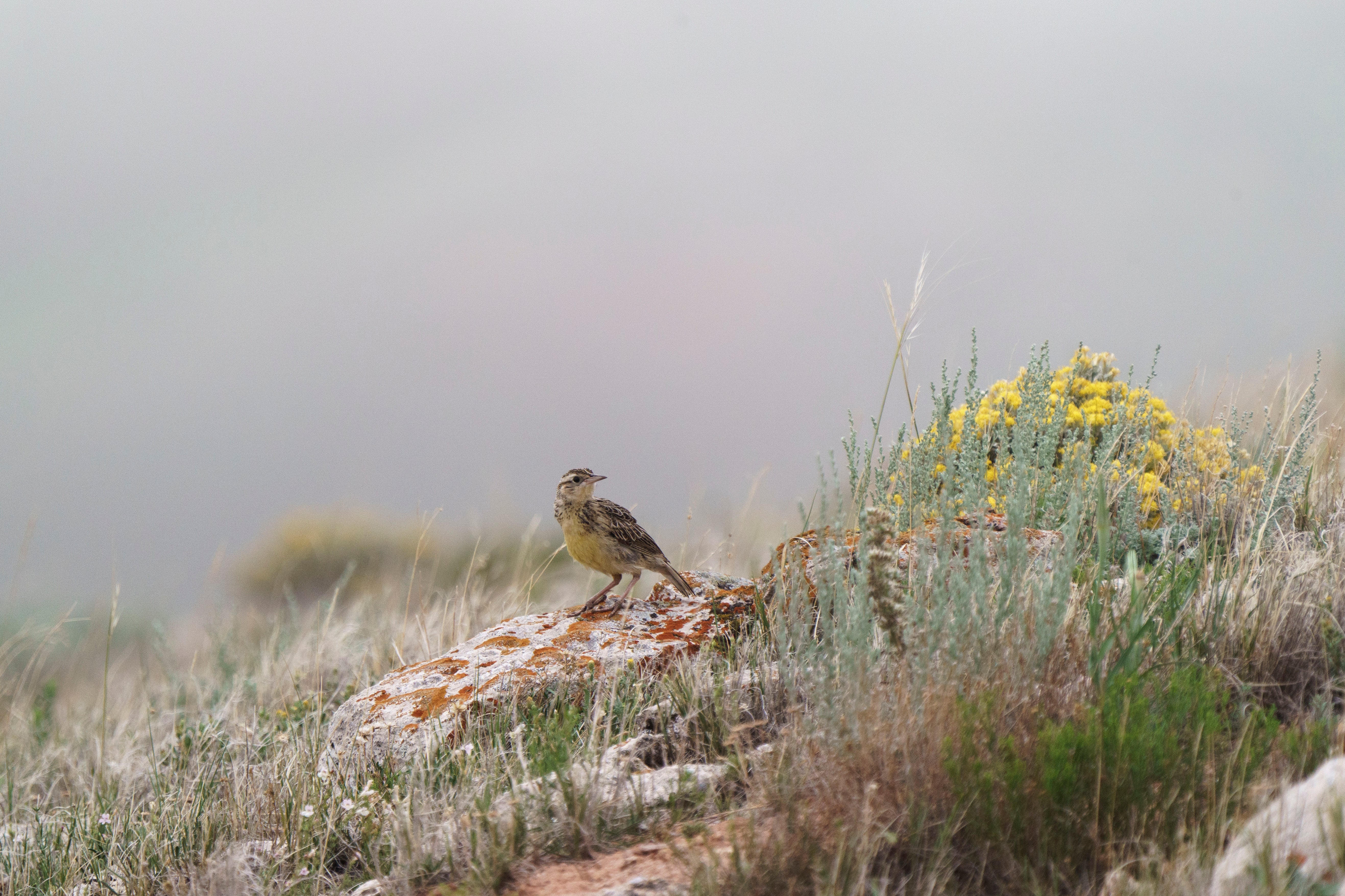 A Western Meadowlark stands on a rock.