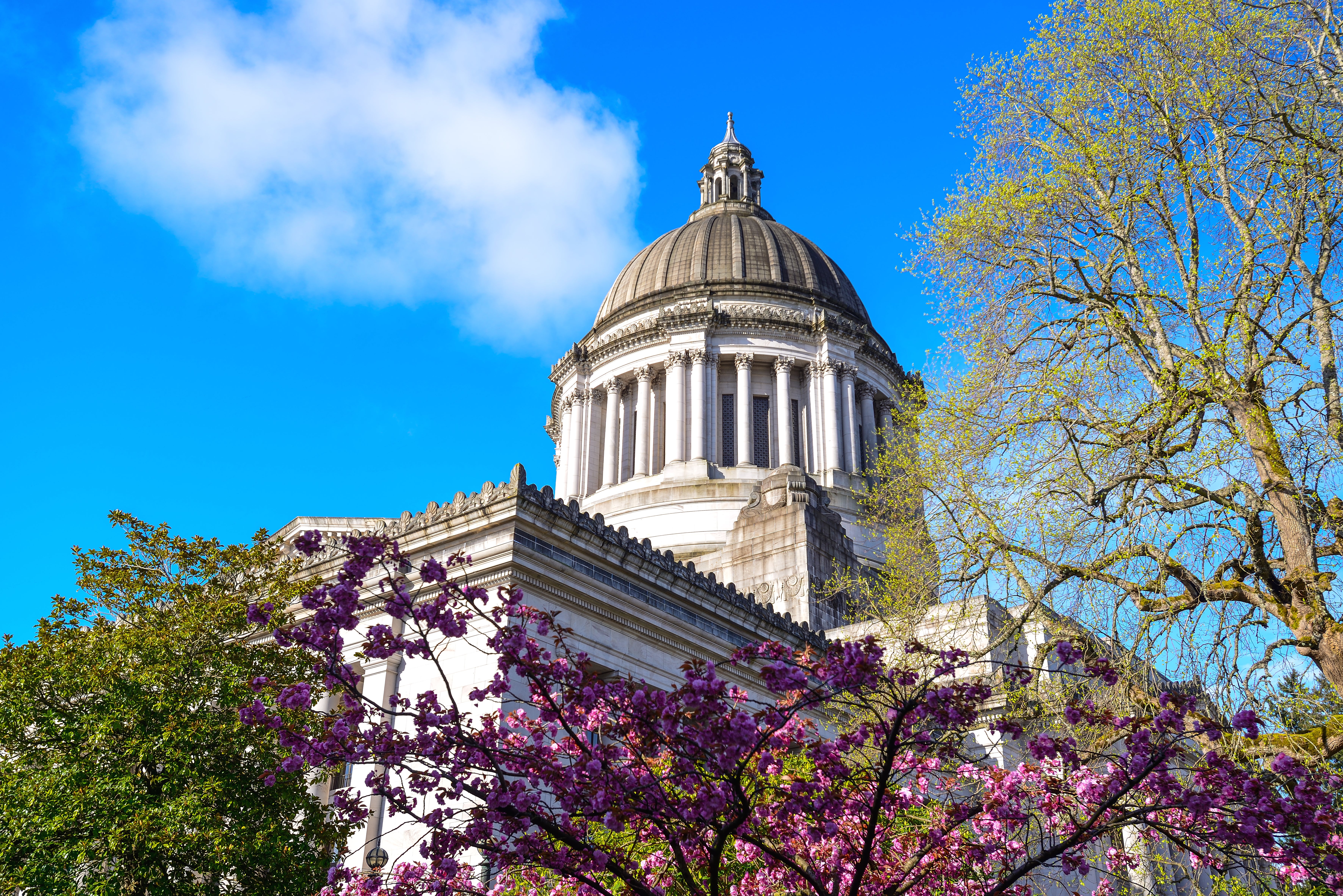 Capitol Building in Olympia, WA amongst various trees on a sunny day.