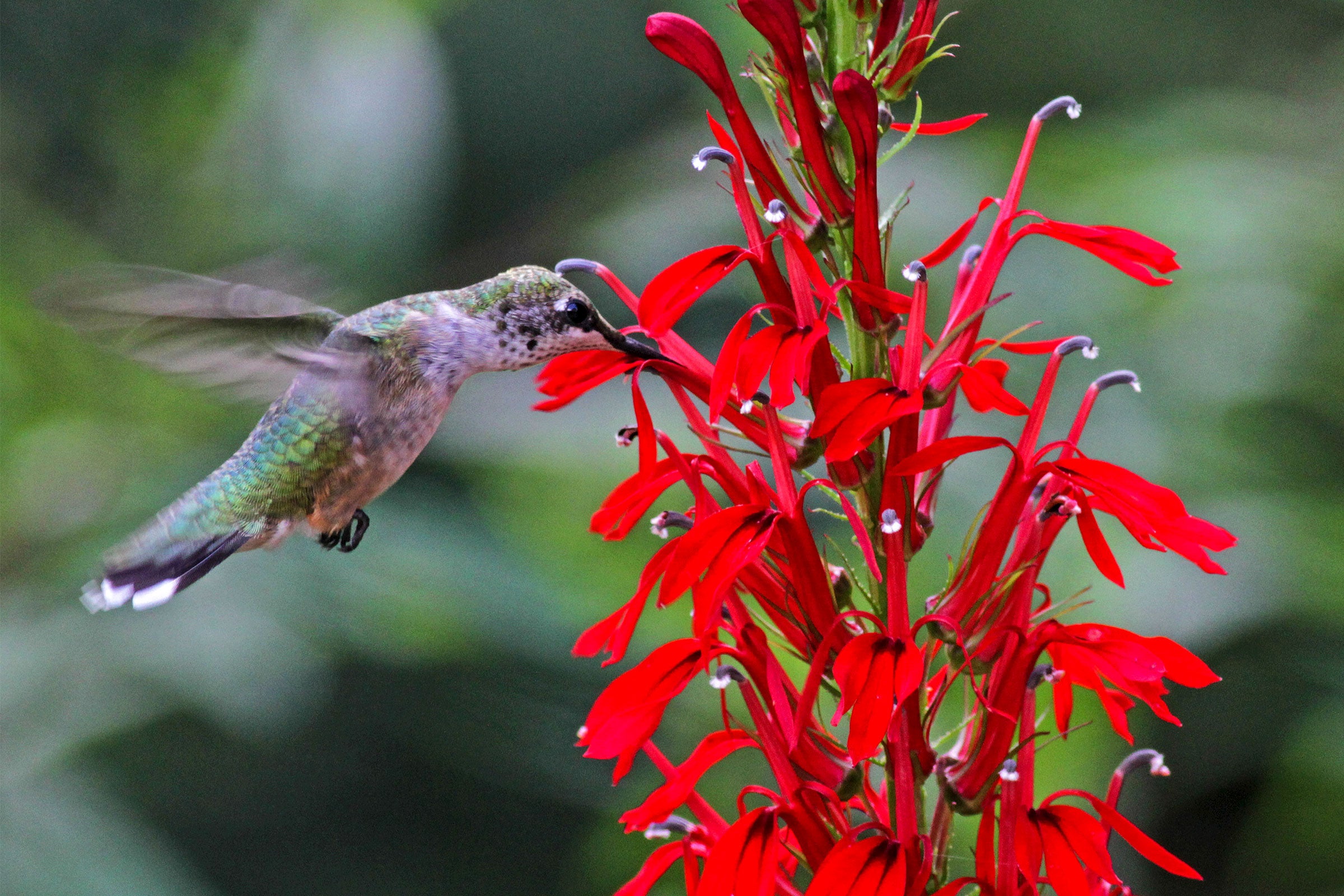 Ruby-throated Hummingbird and cardinal flower. Will Stuart