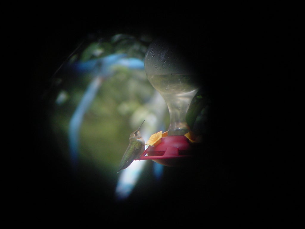 Ruby-throated Hummingbird | Audubon