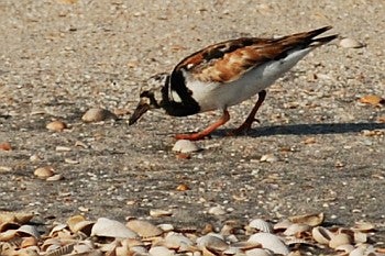 Ruddy Turnstone, David J. Ringer