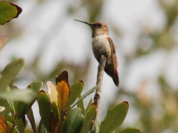 Rufous Hummingbird - David J. Ringer/̽����ѡ