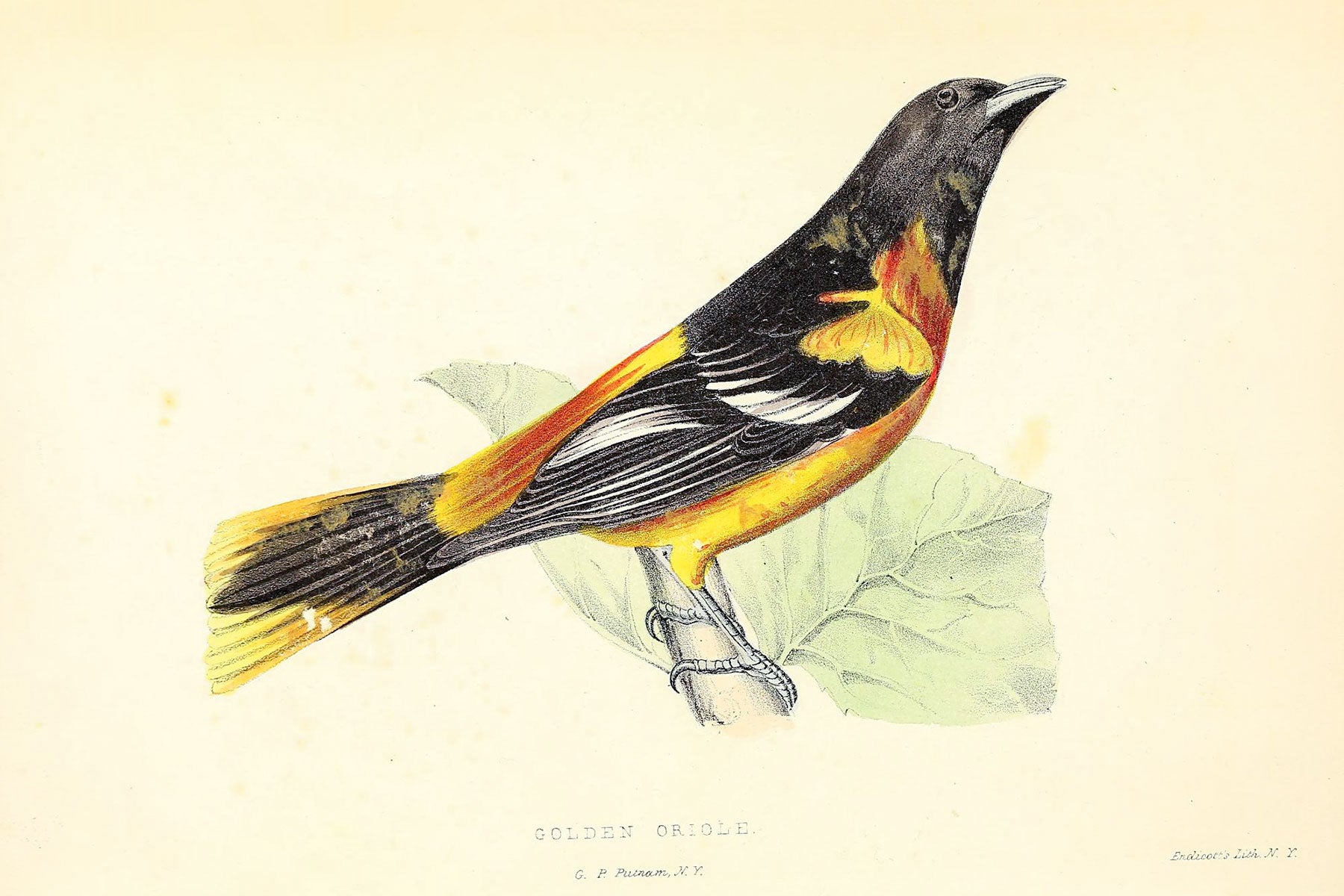 Watercolor from Rural Hours. Illustration: Susan Fenimore Cooper/Public Domain