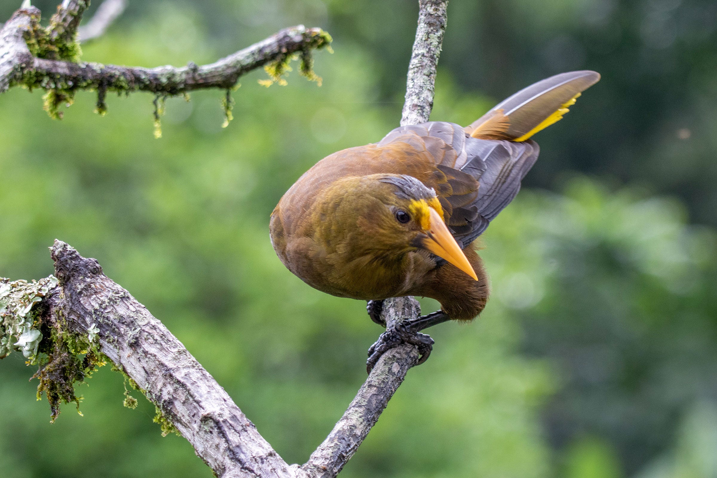 An olive-orange bird with a bright yellow bill holds tight to a moss-covered branch.