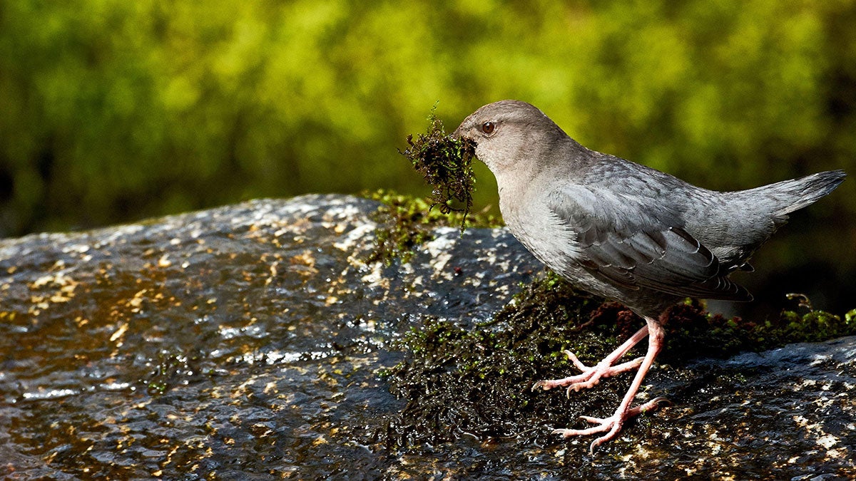 The Amazing Difference Found in Dippers on the Elwha River | Audubon