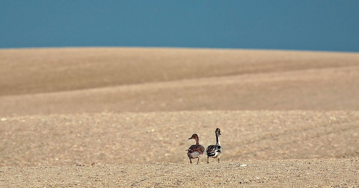 Northern Pintails. Mark Duffy/Alamy