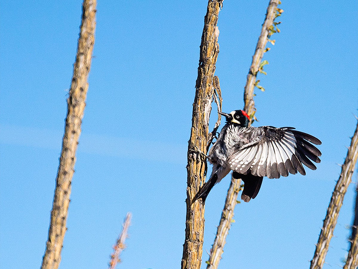In Woodpeckers, Brain Size Depends on the Complexity of Their