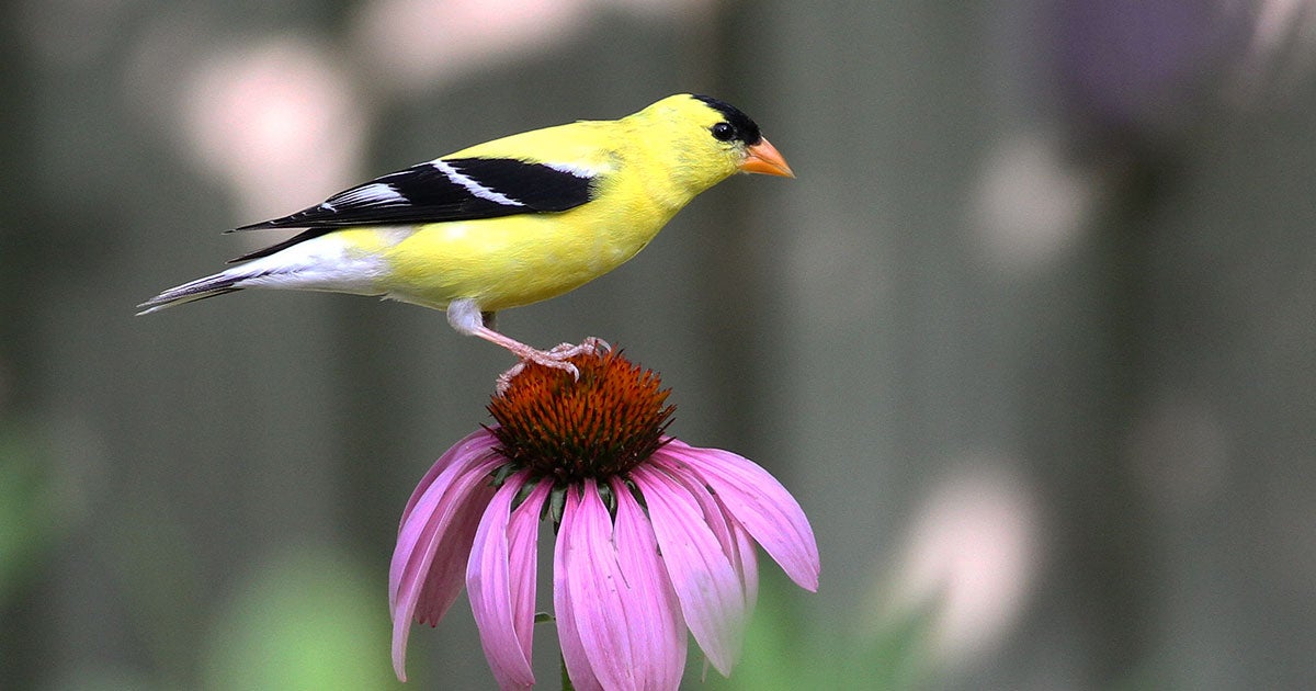 Use Your Zip Code to Attract Brilliant Birds to Your Yard This Spring
