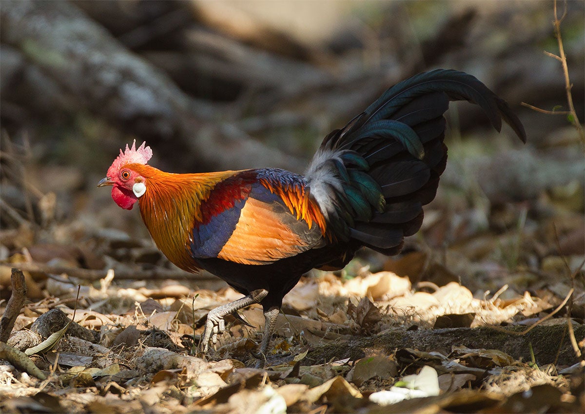 A Brief History of the Modern Chicken | Audubon
