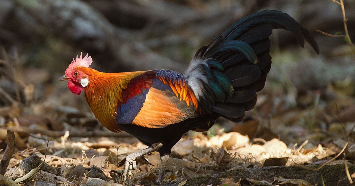 A Brief History of the Modern Chicken | Audubon