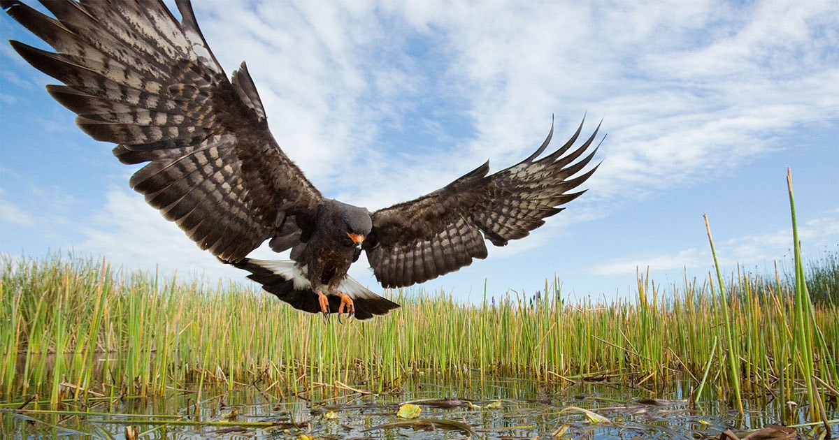 See One of the World’s Coolest, Most Specialized Raptors in Action ...