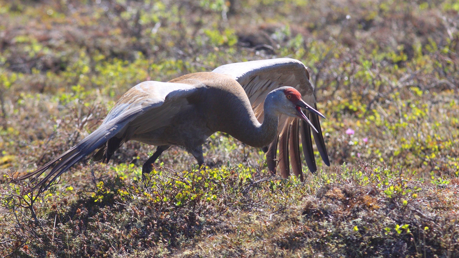 Sandhill Crane. Sandhill Crane.