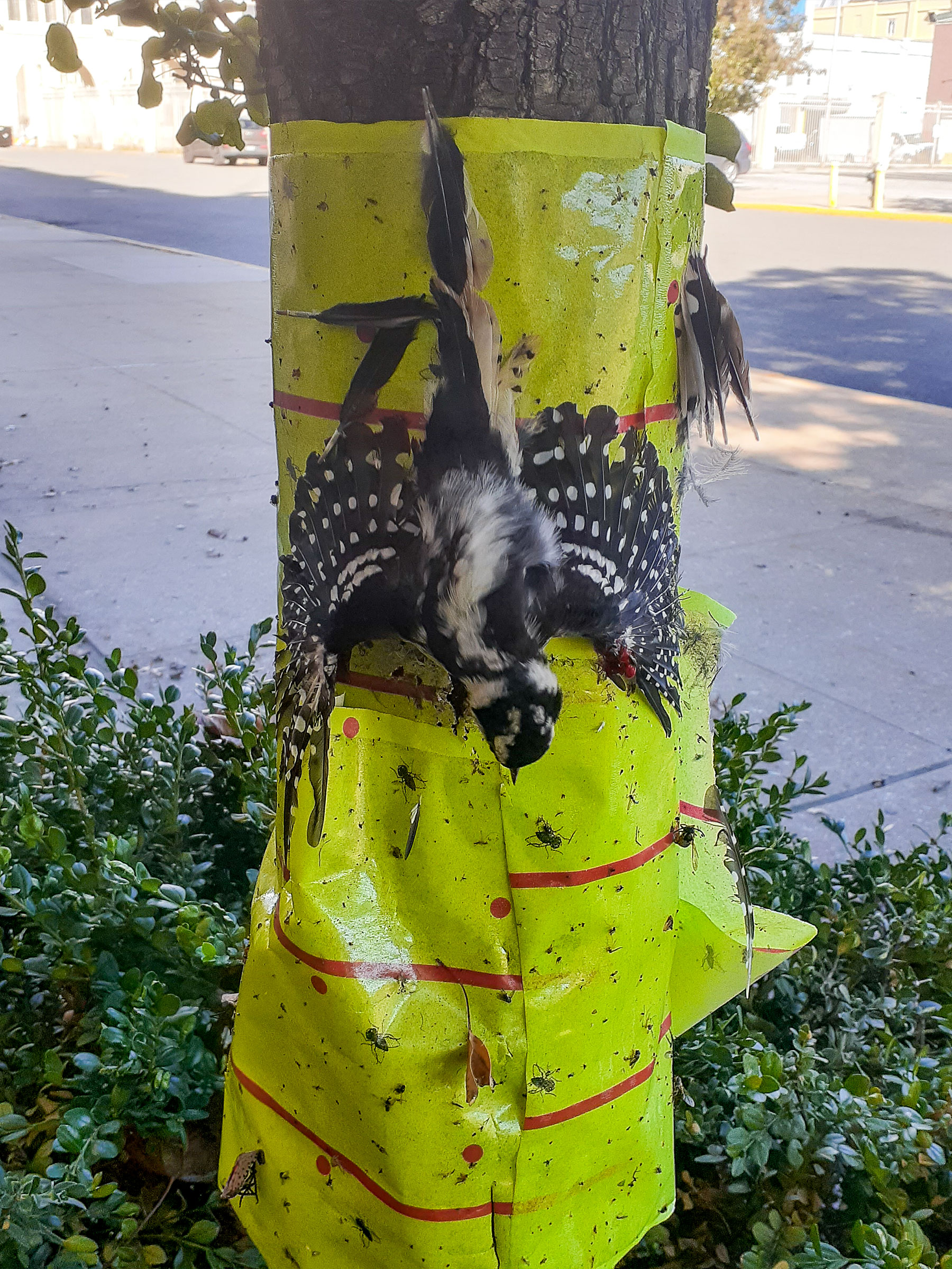 By no means Use Sticky Tape for Lanternflies! It Kills Birds! By no means Use Sticky Tape for Lanternflies! It Kills Birds!