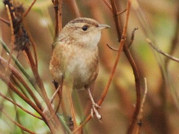 Sedge Wren - David J. Ringer/̽����ѡ